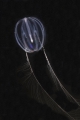 Ctenophora (sea gooseberries)