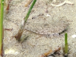 Callionymus risso (female)