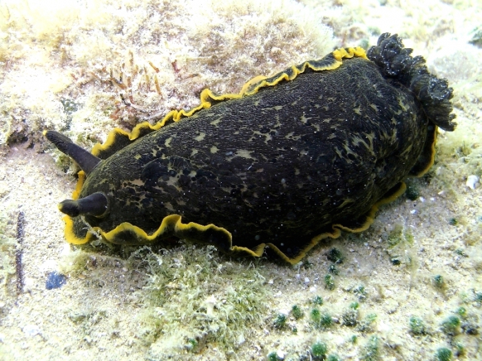 Dendrodoris limbata