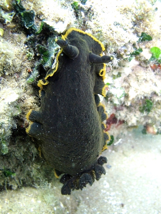 Dendrodoris limbata