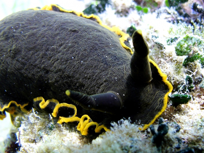 Dendrodoris limbata