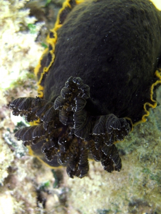 Dendrodoris limbata