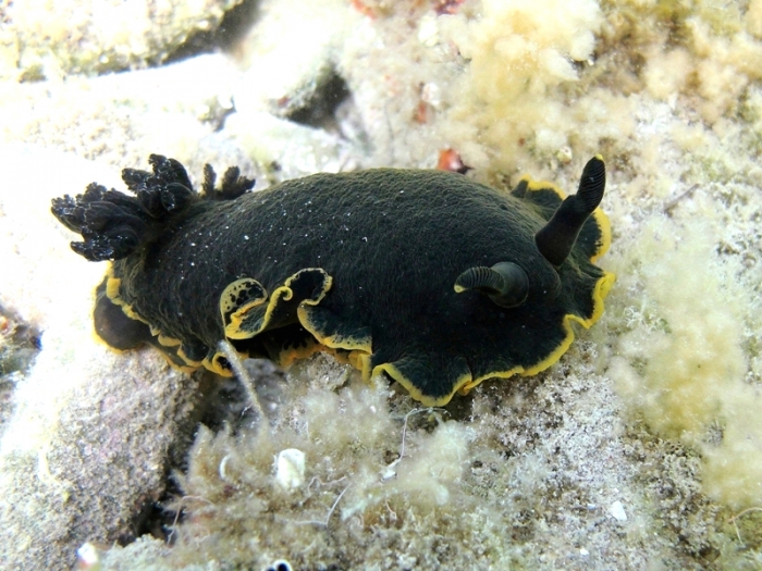 Dendrodoris limbata