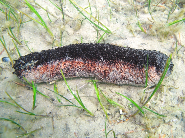 Holothuria tubulosa Holothuria tubulosa