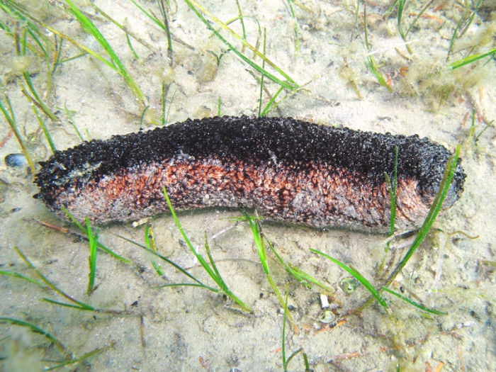 Holothuria tubulosa