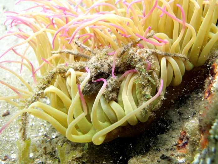Inachus phalangium Inachus phalangium