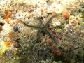 Echinodermata (echinoderms)