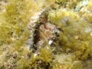 Parablennius tentacularis (male)