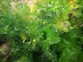 Chlorophyta (green algae)