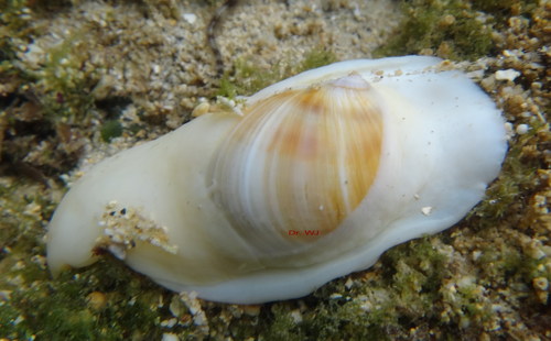 Polinices melanostomus (Gmelin, 1791)