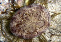 Echinodermata (echinoderms)