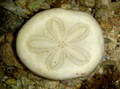 Echinodermata (echinoderms)