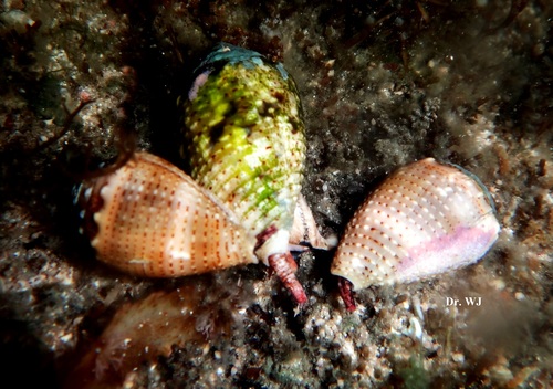 Conus coronatus Gmelin, 1791 