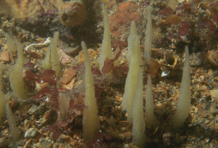 Ciocalypta penicillus Roscoff Ciocalypta penicillus Roscoff