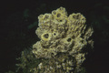 Porifera (sponges)