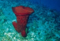 Porifera (sponges)