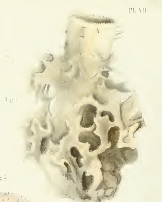 Callyspongia eschrichtii Duch.& Mich. original image