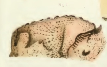 Amphimedon variabilis Duch. & Mich. original image