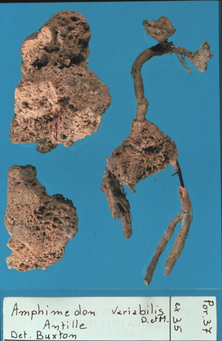Amphimedon variabilis lectotype