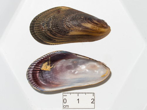 Arcuatula demissa