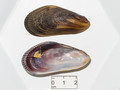 Mollusca (molluscs)