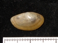 Mollusca (molluscs)