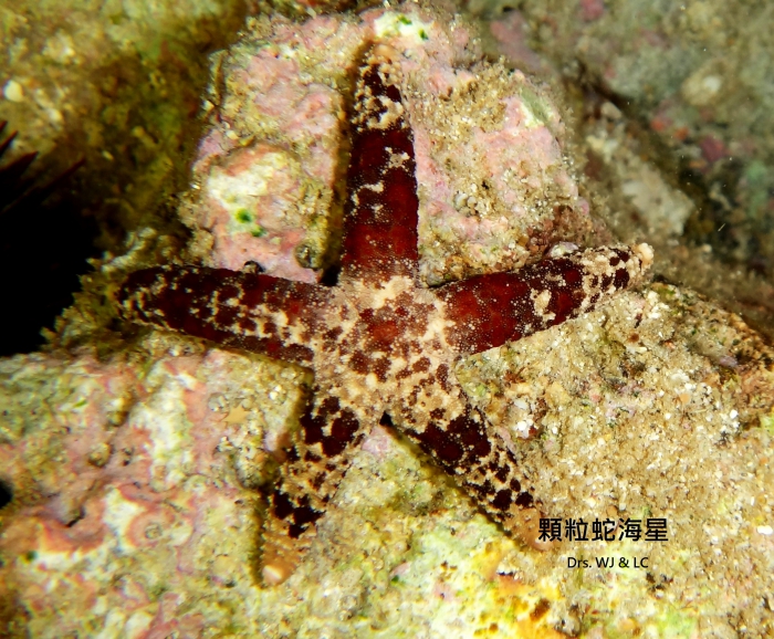 Ophidiaster granifer Lütken, 1871