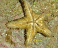 Echinodermata (echinoderms)