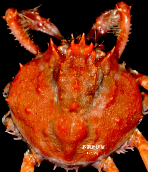 Platymaia remifera Rathbun, 1916 Platymaia remifera Rathbun, 1916