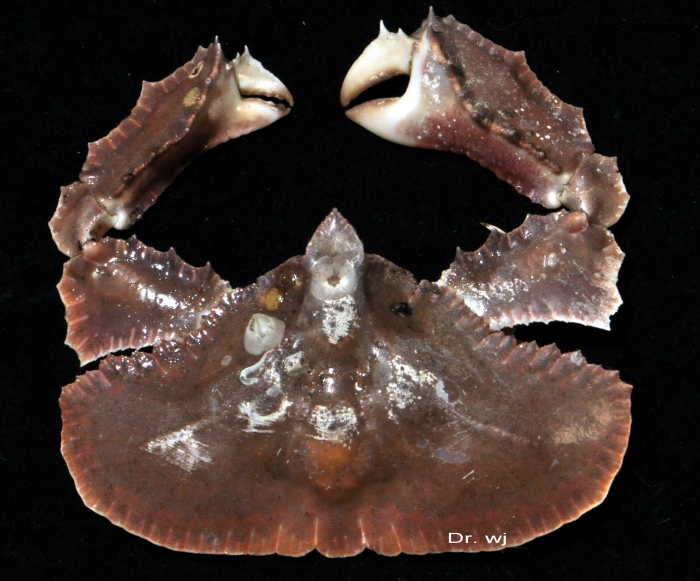 Cryptopodia fornicata (Fabricius, 1787) Cryptopodia fornicata (Fabricius, 1787)