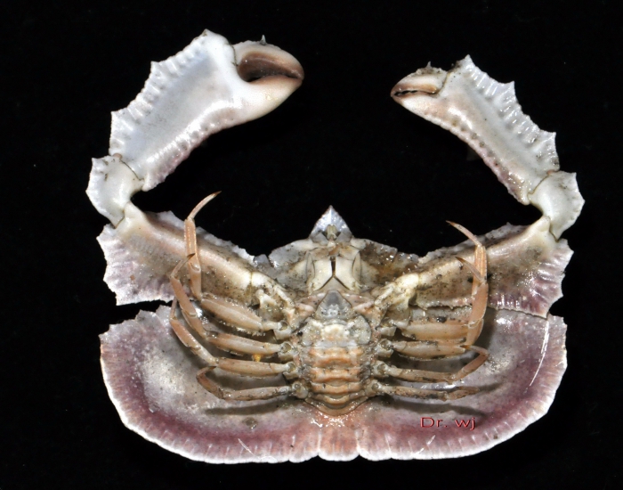 Cryptopodia fornicata (Fabricius, 1787) Cryptopodia fornicata (Fabricius, 1787)