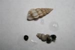 Caenogastropoda