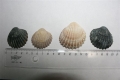 Mollusca (molluscs)