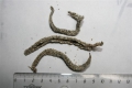 Polychaeta (bristle worms)