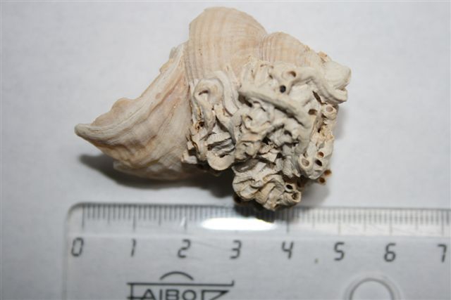 Fossiel wulkfragment met een cluster van driekantige kalkkokerworm Fossiel wulkfragment met een cluster van driekantige kalkkokerworm