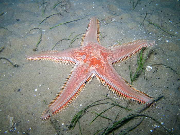 Astropecten aranciacus