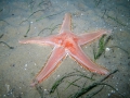 Echinodermata (echinoderms)