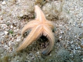 Echinodermata (echinoderms)