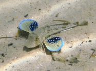 Chelidonichthys lucerna (juvenile)