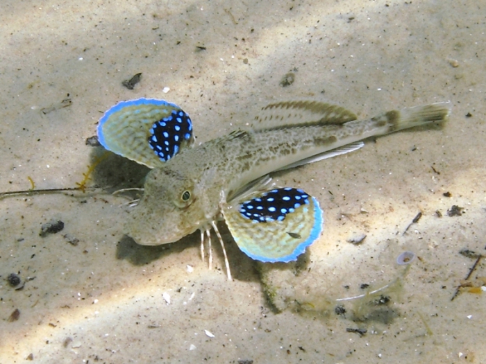 Chelidonichthys lucerna (juvenile) Chelidonichthys lucerna (juvenile)