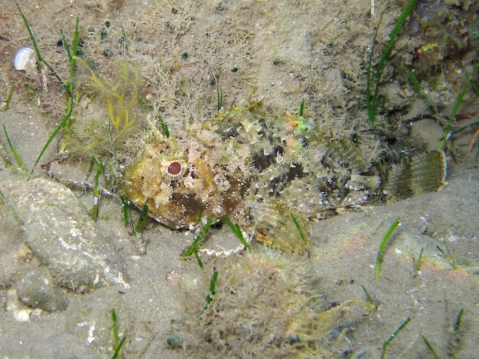 Scorpaena porcus Scorpaena porcus