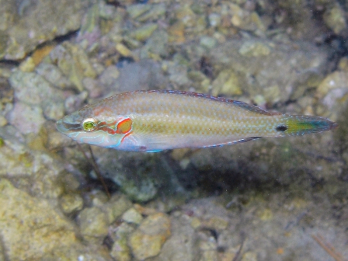 Symphodus ocellatus Symphodus ocellatus