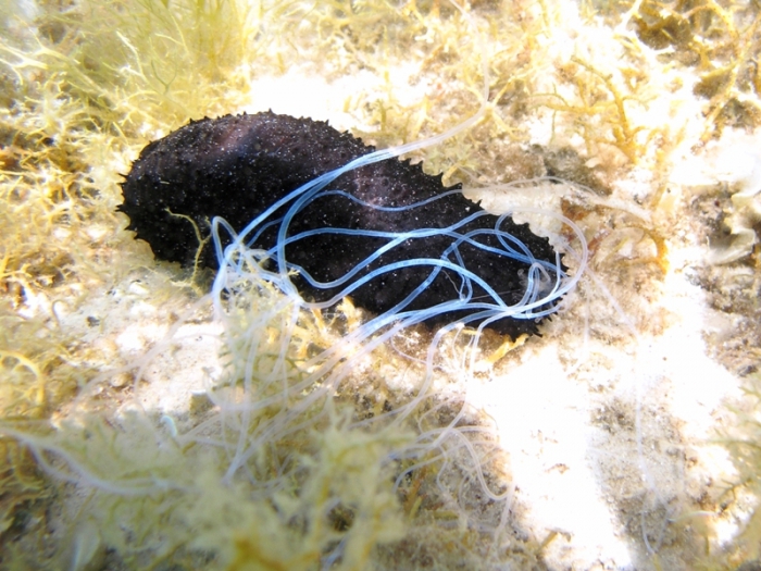 Holothuria forskali Holothuria forskali