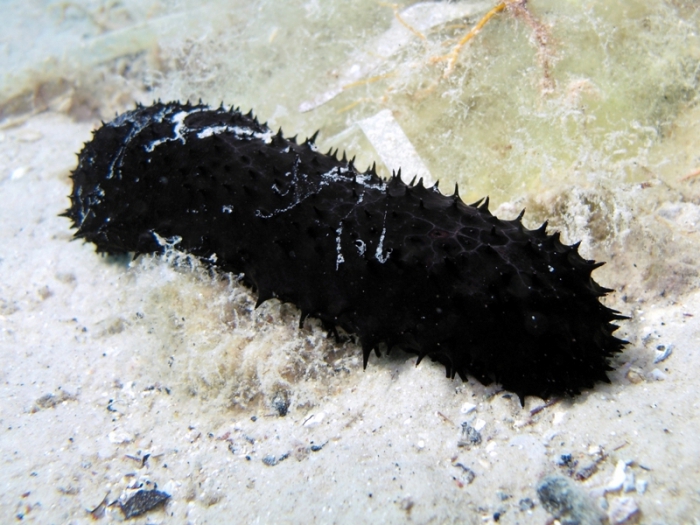 Holothuria forskali Holothuria forskali