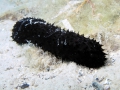 Holothuroidea (sea cucumbers)