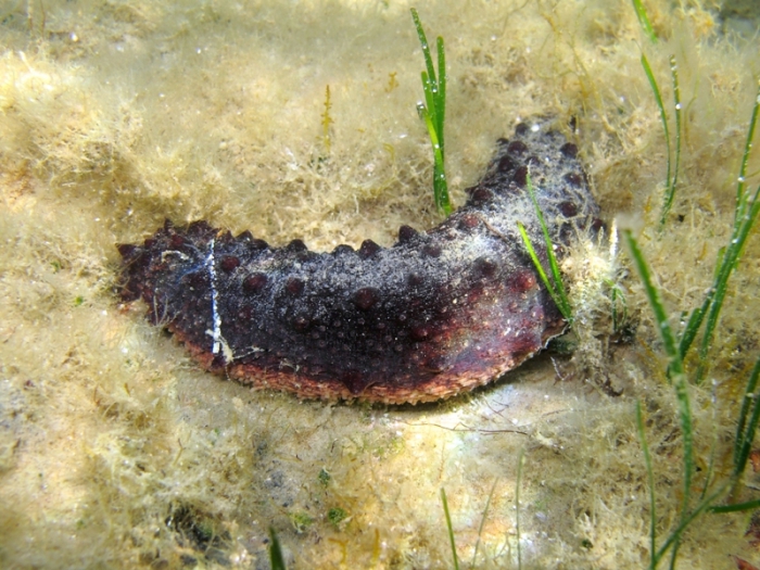 Holothuria tubulosa Holothuria tubulosa