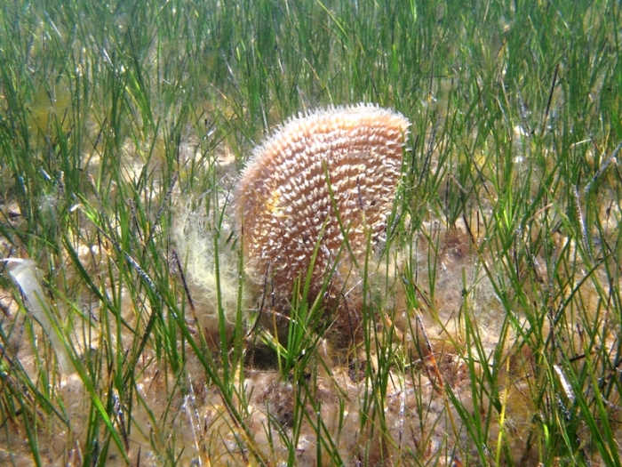 Pinna nobilis