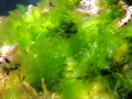 Chlorophyta (green algae)