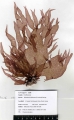 Rhodophyta (red algae)