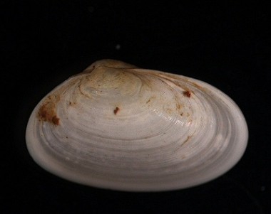 Montacuta ferruginosa Montacuta ferruginosa